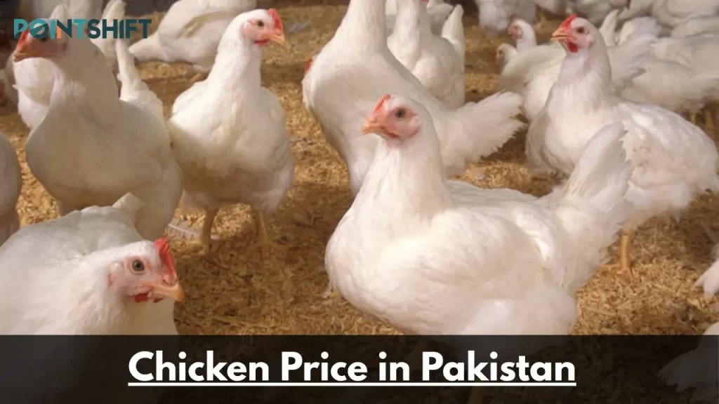 Chicken Price in Pakistan
