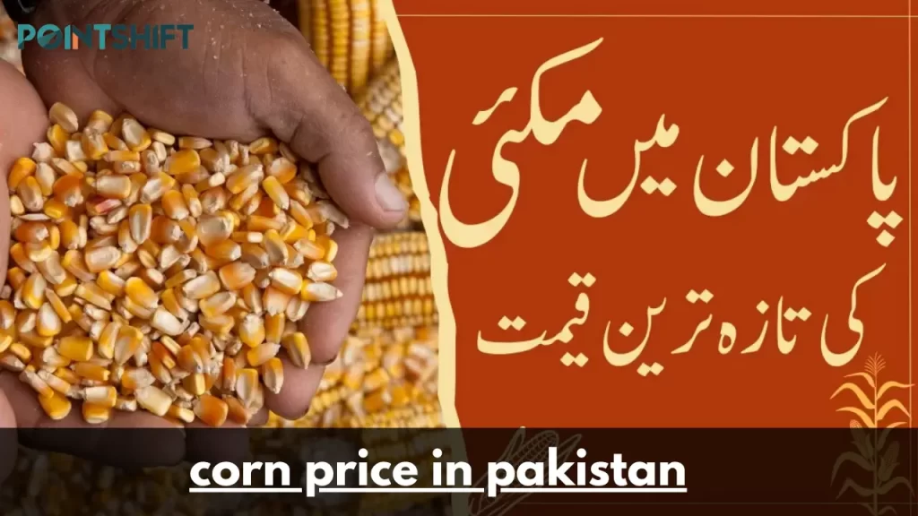 corn price in pakistan