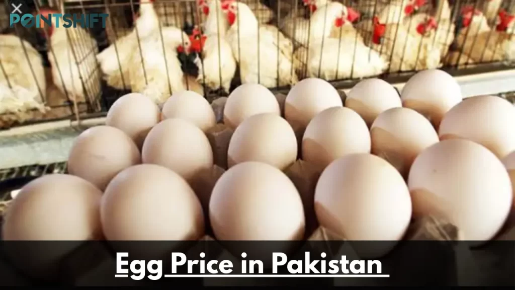 Egg Price in Pakistan