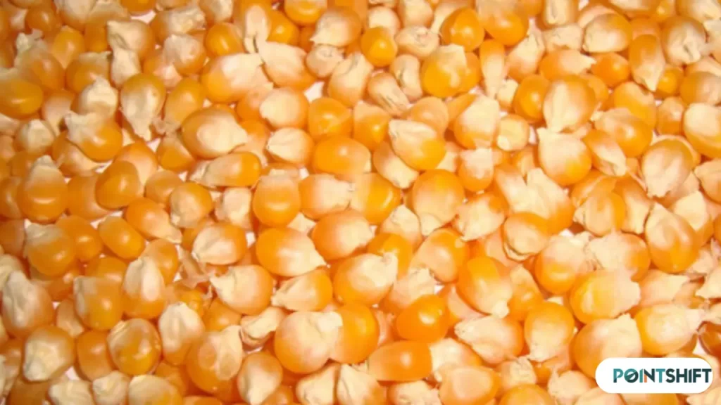 corn Rate in pakistan