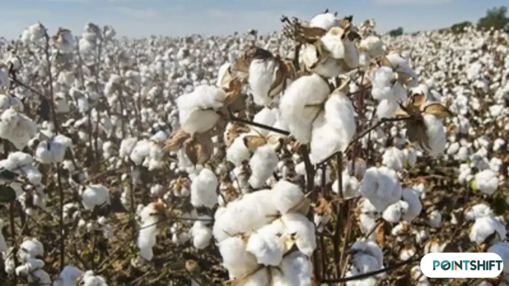 Cotton Rate in Pakistan